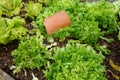 cultivation of escarole in the vegetable garden. how to whiten the crop of escarole with tile