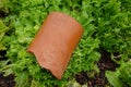 cultivation of escarole in the vegetable garden. how to whiten the crop of escarole with tile