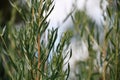 Cultivation of Estragon Tarragon, Artemisia dracunculus herbal plants.