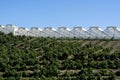 Cultivation of tasty hass avocado trees, organic avocado plantations in Costa Tropical, Andalusia, Spain Royalty Free Stock Photo