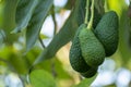 Cultivation of tasty hass avocado trees, organic avocado plantations in Costa Tropical, Andalusia, Spain Royalty Free Stock Photo