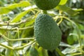 Cultivation of tasty hass avocado trees, organic avocado plantations in Costa Tropical, Andalusia, Spain Royalty Free Stock Photo