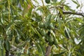 Cultivation of tasty hass avocado trees, organic avocado plantations in Costa Tropical, Andalusia, Spain Royalty Free Stock Photo