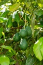 Cultivation of tasty hass avocado trees, organic avocado plantations in Costa Tropical, Andalusia, Spain