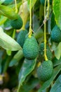 Cultivation of tasty hass avocado trees, organic avocado plantations in Costa Tropical, Andalusia, Spain Royalty Free Stock Photo