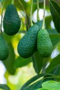 Cultivation of tasty hass avocado trees, organic avocado plantations in Costa Tropical, Andalusia, Spain