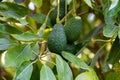Cultivation Of Tasty Hass Avocado Trees, Organic Avocado Plantations In Costa Tropical, Andalusia, Spain