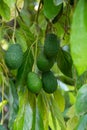 Cultivation of tasty hass avocado trees, organic avocado plantations in Costa Tropical, Andalusia, Spain Royalty Free Stock Photo