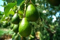 Cultivation on farms of tasty hass avocado trees, organic avocado plantations
