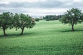 Cultivation in the countryside on the Italian hills Royalty Free Stock Photo