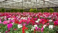 Cultivation of flowers in the greenhouse