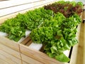 Cultivation Fresh vegetable growing in Hydroponic System Royalty Free Stock Photo