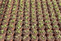 Cultivation of geraniums in a Dutch greenhouse