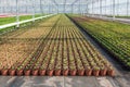 Cultivation of geraniums in a Dutch greenhouse Royalty Free Stock Photo