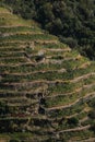 Cultivation of grapevine plants on the hills of the Cinque Terre. Terracing with stone walls Royalty Free Stock Photo