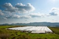 Cultivation in greenhouse