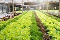 Cultivation hydroponic green oak in plant nursery farm, Organic vegetables