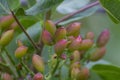 Cultivation of important ingredient of Italian cuisine, plantation of pistachio trees with ripening pistachio nuts near Bronte,