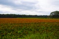 Cultivation of many orange blooming African Marigold or Tagetes plants on a cloudy day at the end of the Dutch summer season