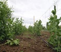 Cultivation of peas plants on the farm using organic fertilizers