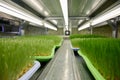 For cultivation microgreens on farm special lighting and microclimate created Royalty Free Stock Photo