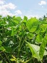 cultivation of mung bean (Vigna radiata), alternatively known as the green gram Royalty Free Stock Photo