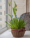 Cultivation muscari and fritillaria in the rural baskets Royalty Free Stock Photo