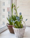 Cultivation muscari and grouse in pots Royalty Free Stock Photo