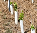 Cultivation of new grapevines in Rech, Germany