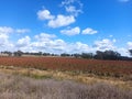 Cultivation in New South Wales