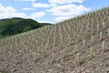 The cultivation of a new vineyard in Rech, Germany