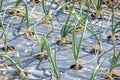Cultivation of onion Royalty Free Stock Photo