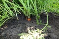 Cultivation of orange carrots. Digging up crops. Plant Care Royalty Free Stock Photo