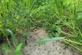 Cultivation of orange carrots. Digging up crops. Plant Care Royalty Free Stock Photo