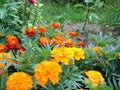 The cultivation of the orange and red colours of marigolds Royalty Free Stock Photo