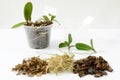 Cultivation of orchids at home. Plant transplanting and growing concept. Small young plants, orchid seedlings in pots Royalty Free Stock Photo