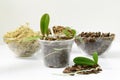 Cultivation of orchids at home. Plant transplanting and growing concept. Small young plants, orchid seedlings in pots Royalty Free Stock Photo