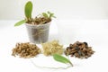 Cultivation of orchids at home. Plant transplanting and growing concept. Small young plants, orchid seedlings in pots Royalty Free Stock Photo