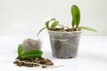 Cultivation of orchids at home. Plant transplanting and growing concept. Small young plants, orchid seedlings in pots Royalty Free Stock Photo