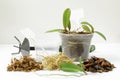 Cultivation of orchids at home. Plant transplanting and growing concept. Small young plants, orchid seedlings in pots Royalty Free Stock Photo