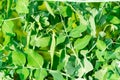 The cultivation of peas. Photo of growing peas in the garden Royalty Free Stock Photo