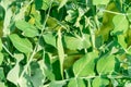 The cultivation of peas. Photo of growing peas in the garden Royalty Free Stock Photo