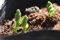 Cultivation of peas in the vegetable garden.