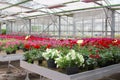 Cultivation Petunias Geraniums greenhouse, Netherlands Royalty Free Stock Photo