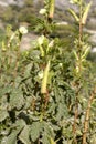 Cultivation of plant - Hibiscus esculentus