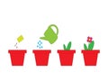 Cultivation of a plant in a pot. Sequence.