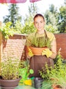 The cultivation of plants in pots