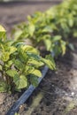 Cultivation of potatoes with drip irrigation. Growing spud, photo with perspective. Fresh tops close up. Agriculture Royalty Free Stock Photo