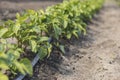 Cultivation of potatoes with drip irrigation. Growing spud, photo with perspective. Fresh tops close up. Agriculture Royalty Free Stock Photo