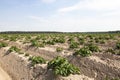 Cultivation of potatoes. field